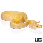ug_baby_albino_pinstripe_ball_python_het_pied_4.jpg