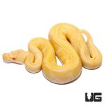ug_baby_albino_pinstripe_ball_python_het_pied_3.jpg