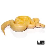 ug_baby_albino_pinstripe_ball_python_het_pied_2.jpg