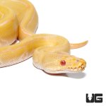 ug_baby_albino_pinstripe_ball_python_het_pied_1.jpg