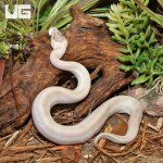 ug_Baby_Puma_Ball_Python_11_12_3.jpg