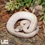 ug_Baby_Puma_Ball_Python_11_12_2.jpg