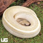 ug_Super_Spark_Ball_Python_2.jpg