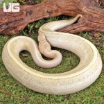 ug_Super_Spark_Ball_Python_1.jpg