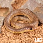 ug_Baby_Red_Beaked_Snake_1.jpg