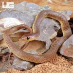 ug_Baby_Red_Beaked_Snake_3.jpg