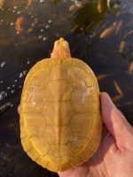 IMG_0288.jpeg