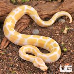 ug_Baby_Albino_Ball_Python_2.jpg