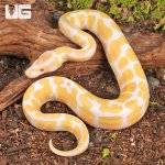 ug_Baby_Albino_Ball_Python_1.jpg