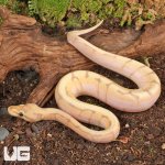 ug_Baby_Banana_Spider_Ball_Python_4.jpg