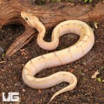 ug_Baby_Banana_Spider_Ball_Python_3.jpg