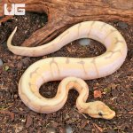 ug_Baby_Banana_Spider_Ball_Python_1.jpg