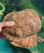 IMG_1106.jpeg