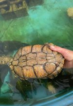 IMG_1092.jpeg