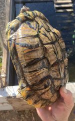IMG_1071.jpeg