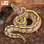 ug_Baby_Mojave_Het_Ghost_Ball_Python_2.jpg