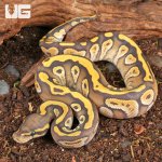 ug_Baby_Mojave_Het_Ghost_Ball_Python_1.jpg
