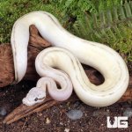 ug_Baby_Pastel_Mocha_Puma_Ball_Python_3.jpg