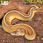 ug_Baby_Pastel_Genetic_Stripe_Ball_Python_3.jpg