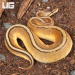 ug_Baby_Pastel_Genetic_Stripe_Ball_Python_2.jpg