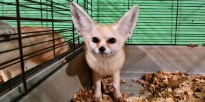 Fennec1.jpg