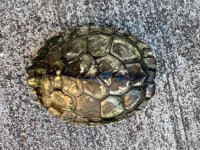 big alabama carapace.jpg