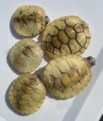 IMG_8922.jpeg