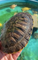 IMG_1229.jpeg