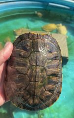 IMG_1232.jpeg