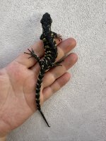 IMG_7755.jpeg