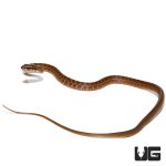 ug_new_boddaerts_tropical_racer_2.jpg