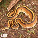 ug_Genetic_Stripe_Enchi_Bal_Python_1.jpg