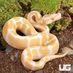 ug_Baby_Albino_Gravel_Ball_Python_5.jpg