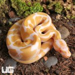 ug_Baby_Albino_Gravel_Ball_Python_3.jpg