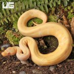 ug_Baby_Albino_Gravel_Pinstripe_Ball_Python_3.jpg