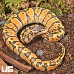 ug_Baby_Ghost_Pastel_Ball_Python_3.jpg