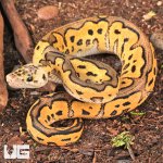 ug_Baby_Clown_Pastel_Ball_Python_1.jpg