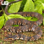 ug_banded_water_snake_3.jpg