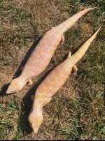 IMG_6609.jpeg
