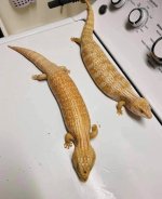 IMG_2393.jpeg
