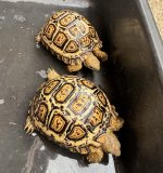 IMG_3244.jpeg