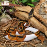 ug_2023_Pied_Ball_Python_4.jpg