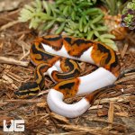 ug_2023_Pied_Ball_Python_1.jpg
