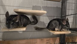 Osha and Mae 101.JPG