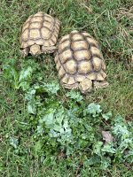 IMG_1001.jpeg