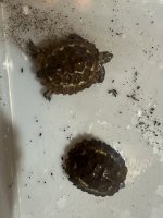 IMG_0254.jpeg