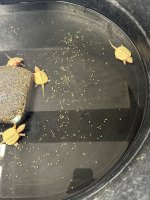 IMG_9815.jpeg