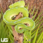 ug_Female_Manokwari_Green_Tree_Python_#1_4.jpg