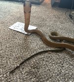 IMG_0268.jpeg