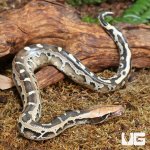 ug_Borneo_Blood_Python_4.jpg